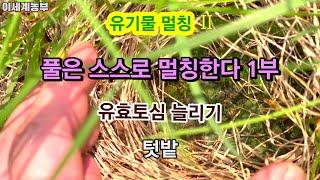 풀로 멀칭하기 [초생재배/피복작물] :유기물멀칭 2 - 1부