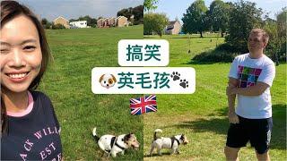 【 英國小狗】疫情下的毛孩日常 | 寵物居英 | 奇切斯特 Chichester | Pet in UK