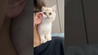 The cute kitten that clings to you on your shoulder. #cute #kawaii #cat #cutecat #pets #kitten