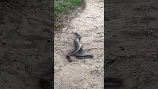 Terrifying! I Was Scared Off By The Mating Black Snakes