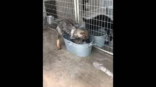 2x World Champion Quido Vepeden puppies playing with water. We have Czech-German Shepherds puppies