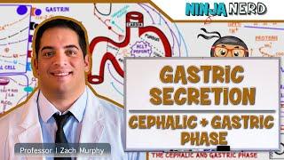 Gastrointestinal | Gastric Secretion: The Cephalic & Gastric Phase