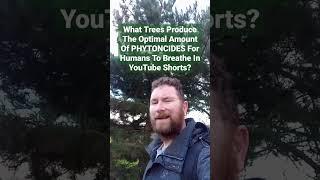 What Trees Produce The Optimal Amount Of PHYTONCIDES For Humans To Breathe In YouTube #Shorts 
