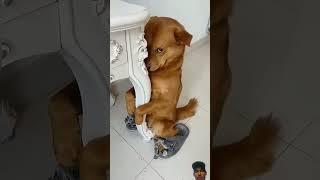 Funny dog funny video episode 364 #funnydog​ #funnyvideo​