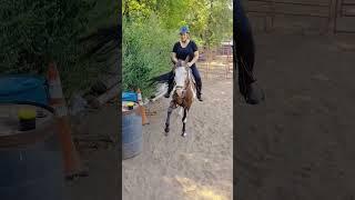 Miro show off his #one #trick  #tricks #trickpony #horse ##spanishwalk #westernriding