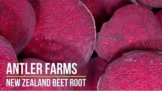 Antler Farms New Zealand Beet Root - Pure, Clean Energy