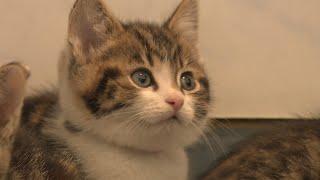 SPCA struggling to cope with number of unwanted cats and kittens being dumped