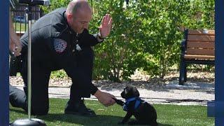 Meet Cherry Creek School District's new therapy dog