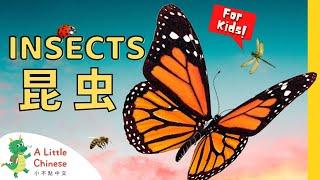 21 Insects 昆虫 | Simple Insect Vocabulary in Chinese | Learn Chinese for Kids, Toddlers, & Babies