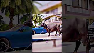 Elvish Yadav Attitude Status  Yadavbrand2 edit Car Collection