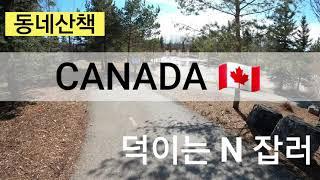 #캐나다 동네 산책하기  #캘거리#캐나다생활 #캐나다영주권#캐나다캘거리VLOG#알버타#캐나다유학
