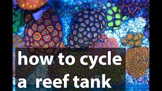 How to cycle a reef tank