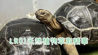 「亞達伯拉」Tortoise 陸龜「LR01輕鬆上、防護大大提升」#柯爾鴨 #taiwan #陸龜 #youtube #instagram  #tortoise