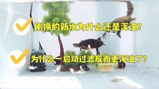 龟缸刚换水却总是浑浊？启动过滤反而更浑浊？换水小窍门解决问题