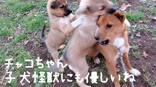 子犬にめちゃくちゃにされても、怒らないチャコちゃん(譲渡に向けての協力3日目 11/7撮影)