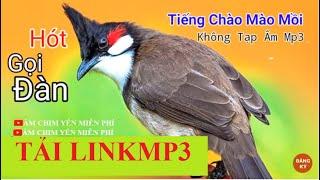 Tiếng chào mào mồi hót gọi đàn hay nhất 2021 | Âm Thanh Bẫy Chim Rừng Núi | Có Link Tải Mp3