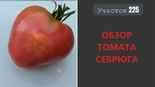 Томат Севрюга. Пожалуй, лучший из мясистых!