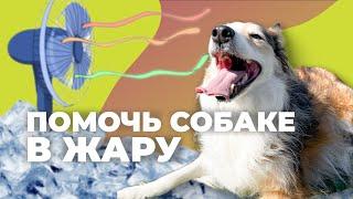 КАК ИЗБЕЖАТЬ ТЕПЛОВОГО УДАРА?  Перегрев у собаки: симптомы? Щенку жарко летом, как помочь в жару? 