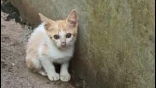 A Crying Kitten Await For His Mother Who Never Comes Again