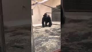 Gorilla really slid like that.  #shorts