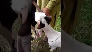 Most beautiful Goat #livestock #beautiful #goats #goatkids #trending #viral #animalshorts #shorts