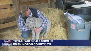 Two-headed calf named 'Chance' born in Washington County, Tenn.