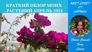 КРАТКИЙ ОБЗОР ЦВЕТУЩИХ РАСТЕНИЙ АПРЕЛЬ 2024