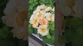 С чем сочетать пионы серии Корал.
