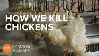 How slaughterhouses kill thousands of chickens an hour