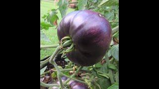 Blue Beauty Tomato Harvest!