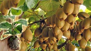 How to Grow, Prune, And Harvesting Kiwifruit - Gardening Tips