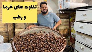 تفاوت خرما و رطب چیست؟ چطور رطب تبدیل به خرما میشود ؟؟