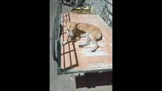 Dhoom:kartik baba#kutte ka ek sam van gadi ke nam/dog spent evening at van cart#shorts#viral shorts#