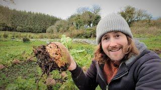 Top 10 Vegetables to Grow and Harvest in Winter