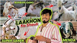 Laakhon ka Shauk  Saanen, Barbari, Kota Bakre | Sayed Goat Farm Taloja #bakra #goat