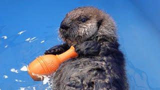 Baby Sea Otter Joey Learning to Swim