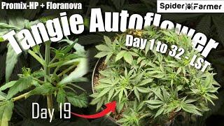 How I Grow E22 - How to LST Day 1-30 - Tangie Autoflower - Spiderfarmer SF4000 Kit