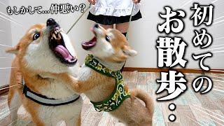 【初めてがこれ..？】先住犬こまちゃんと初散歩に行く生後3ヶ月の柴犬の反応が可愛すぎました..