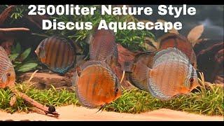 Nature Style Aquascape | making of "Symphony of Nature" | wild discus, hyphessobrycon, corydoras