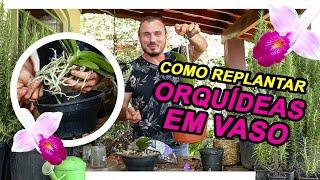 COMO REPLANTAR ORQUÍDEAS EM VASO