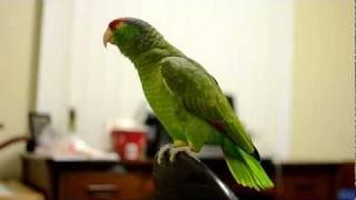 Talking Amazon Parrot