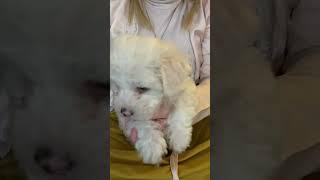 Meet the Puppies "Green"  -  Bichon Frise