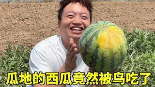 余雪家瓜地里的西瓜被鸟吃了，一家人迫不及待的来摘西瓜，公公直呼：太可惜了！#夫妻日常#vlog