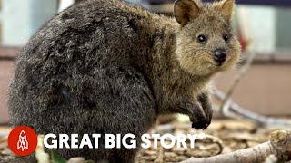 How Quokka Selfies Helped Protect This Adorable Animal