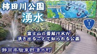 柿田川公園《柿田川湧水群》富士山の雪解け水が湧き出ることで知られる公園【R1沿い】静岡県駿東郡清水町《名水百選》