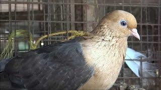 Sua Chondon Pigeon - Birds And Animals Gallery