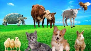 Cute Little Animals - Kittens, Puppies, Chickens, Turtles, Rabbits, Bees - Animal Sounds