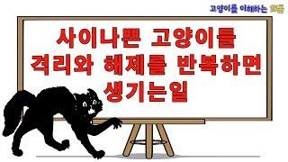 고양이 관계개선에서 격리와 해제가 반복되면 생기는일 (고양이를 이해하는 15분)