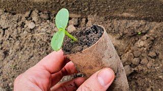 [ENG] Bio pots from toilet paper rolls. Zero-waste Free planters for vegetable and flower seedlings