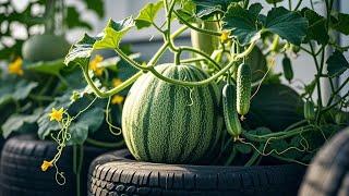 Create a Balcony Vegetables Garden: Simple Tips for Beginners